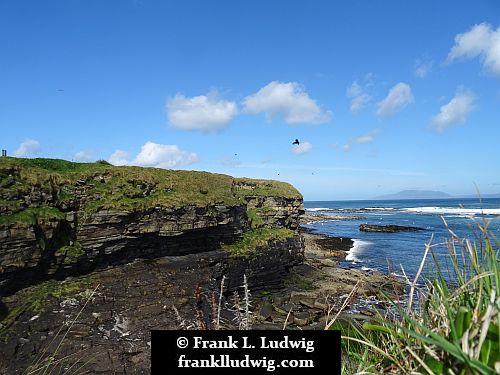 Ravens in Mullaghmore